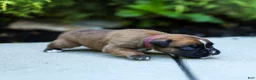 Boxer dogs for sale: Nicholas Boxer  - Ad 1