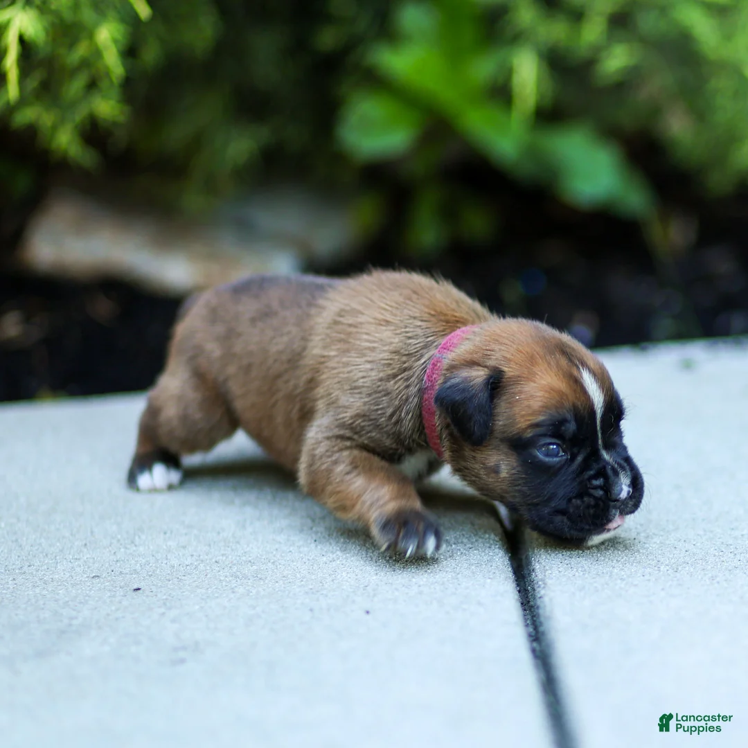 Boxer dogs for sale: Nicholas Boxer  - Ad 1