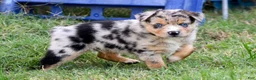 Miniature Australian Shepherd dogs for sale: Miniature Australian Shepherd 3 - Ad 7