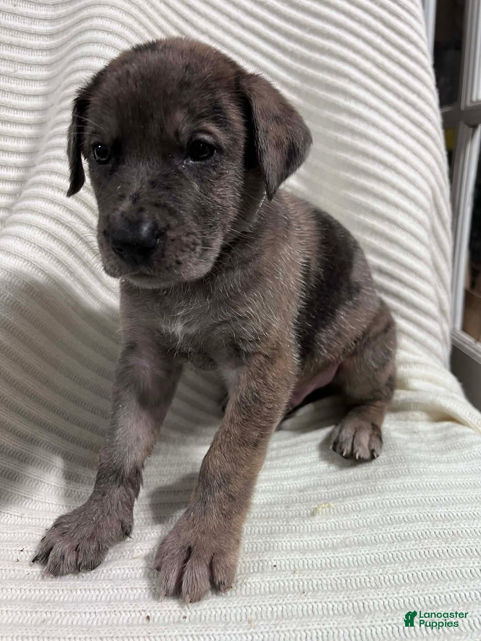 Mixed Breed dogs Colt - Ad 1