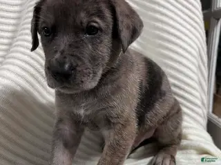 Mixed Breed dogs Colt - Ad 32