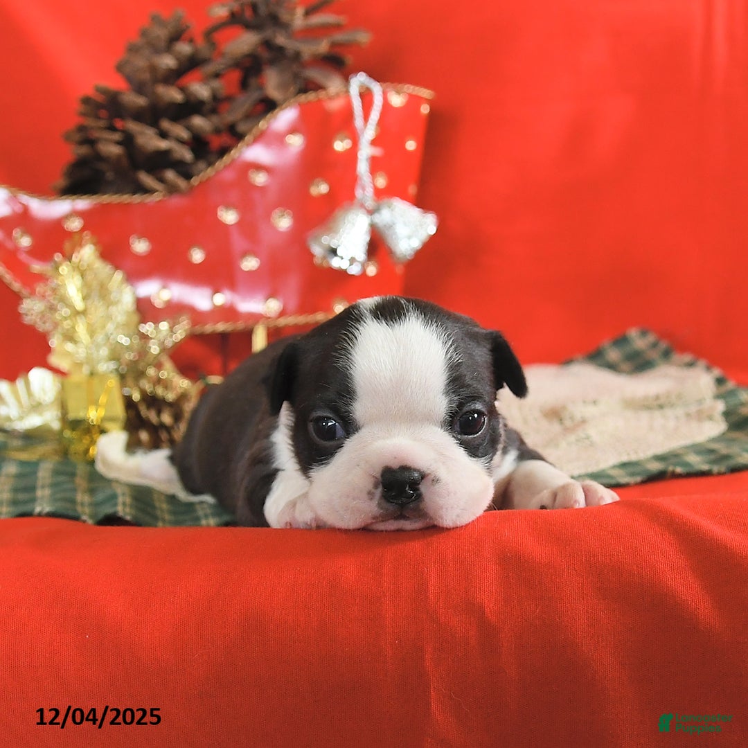 Boston Terrier dogs for sale: Comet - Ad 3