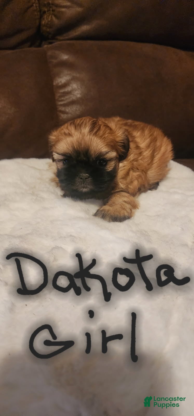 Shih Tzu dogs Dakota - Ad 1