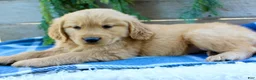 Golden Retriever dogs for sale: Benny - Ad 6