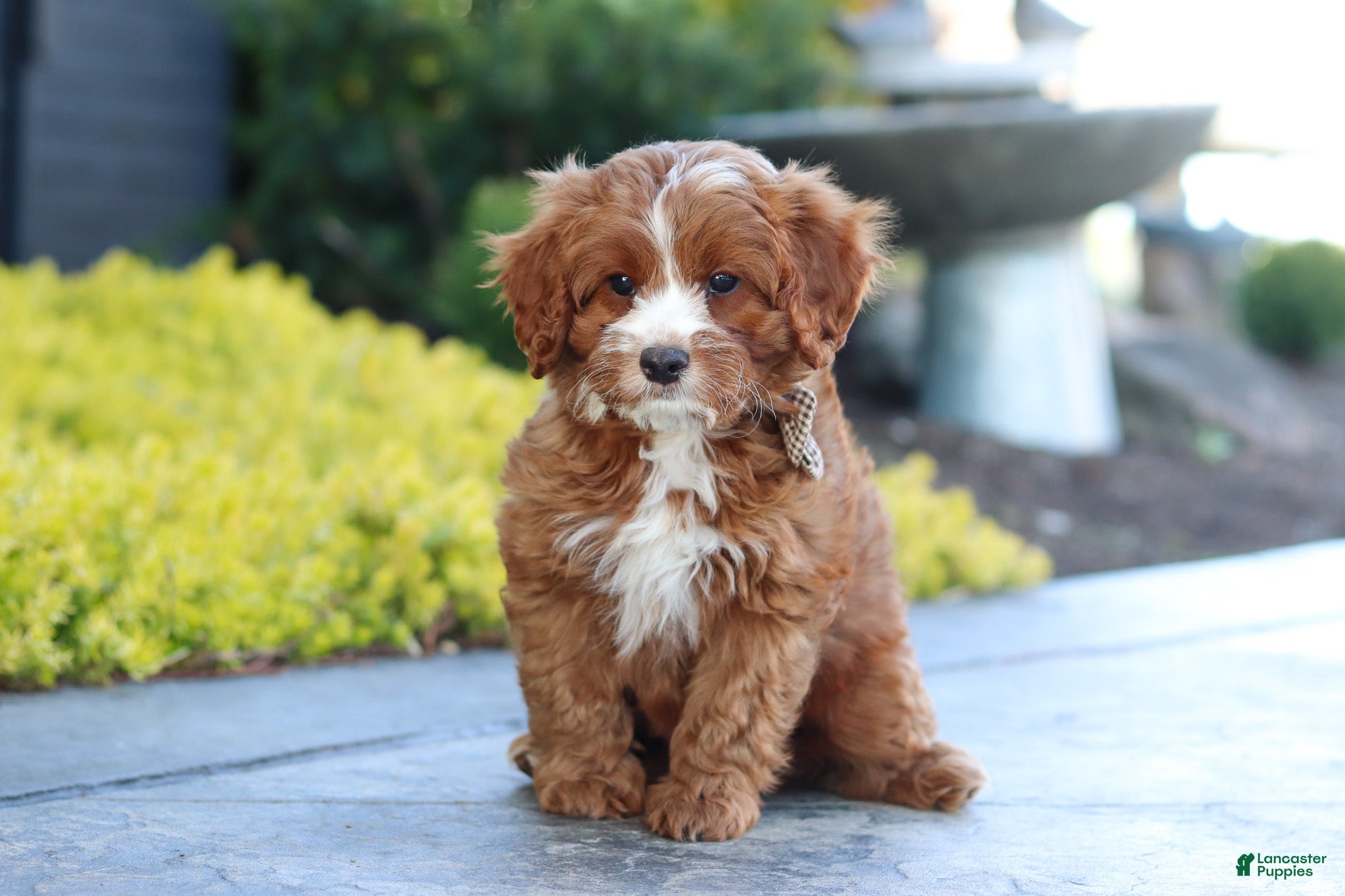 Cavapoo dogs Kobe - Ad 2