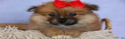 Pomeranian dogs for sale: Fabio  - Ad 7