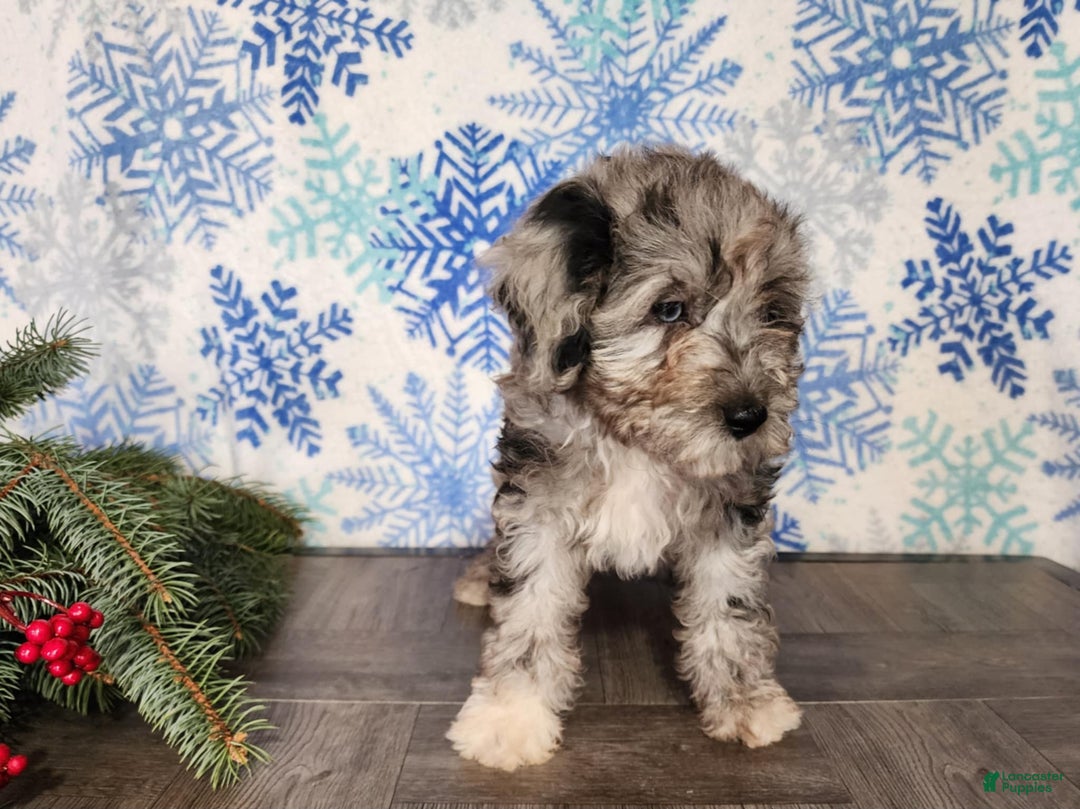 Mini Bernedoodle dogs for sale: Angel - Ad 5