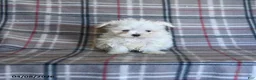 Maltese dogs for sale: Tori - Ad 4