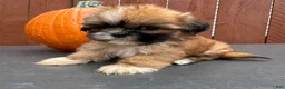 Shih Tzu dogs for sale: Candy - Ad 5