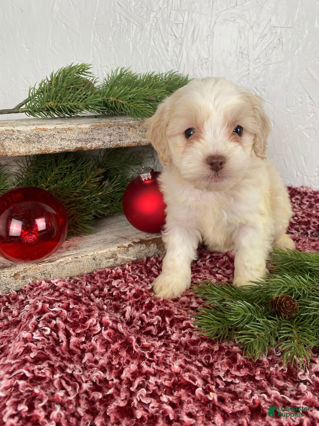 Cockapoo dogs for sale: Cooper - Ad 7