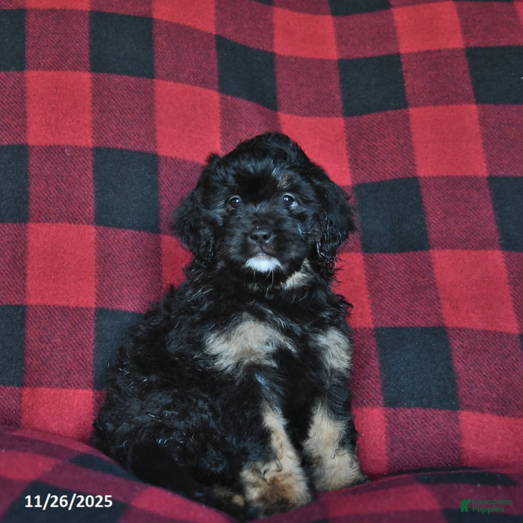 Mini Bernedoodle dogs for sale: Holly  - Ad 4