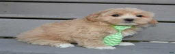 Maltipoo dogs for sale: Milo - Ad 5
