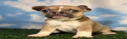 Frenchton dogs for sale: Dandelion- DNA 4 panel Clear  - Ad 7