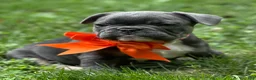 French Bulldog dogs for sale: Nova - Ad 7