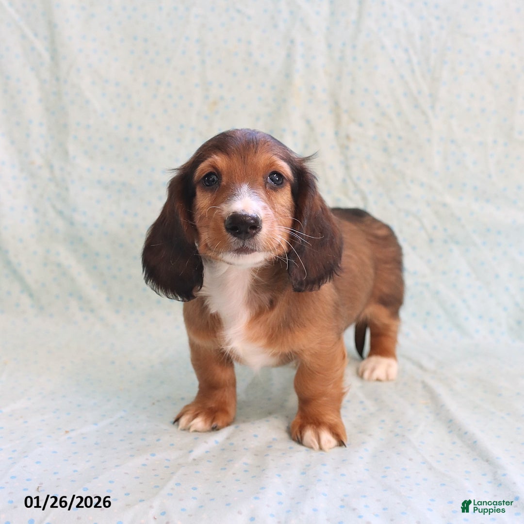 Miniature Dachshund dogs for sale: Judy - Ad 5