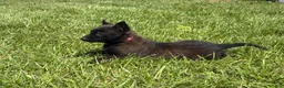 Belgian Malinois dogs for sale: Juneau - Ad 9
