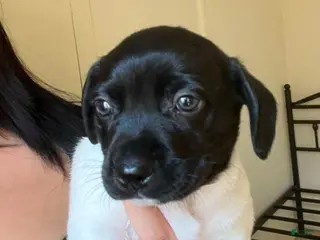 Rat Terrier dogs Rat Terrier Puppy 2 - Ad 4