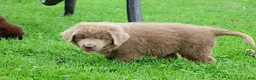 Newfoundland dogs for sale: Bianca - Ad 7