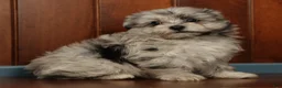 Pomapoo dogs for sale: Parker - Ad 6