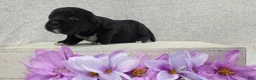 Shihpoo dogs for sale: Bonnie - Ad 3