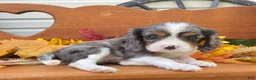 Cavalier King Charles Spaniel dogs for sale: Hudson- Blue merle tri - Ad 4