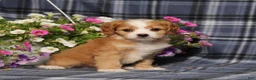 Cavapoo dogs for sale: BJs Wilma - Ad 4