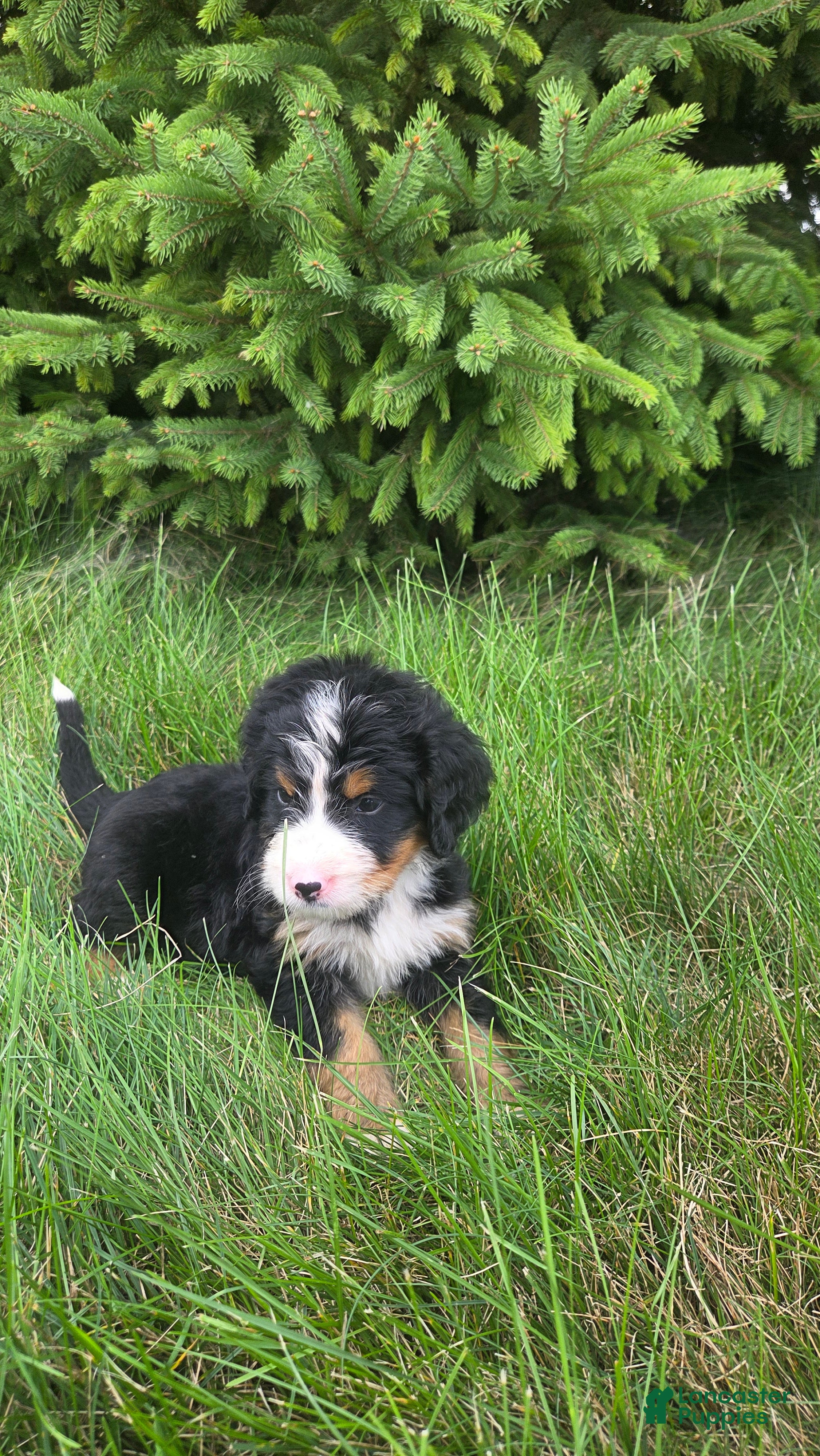 Bernedoodle dogs for sale: Bernedoodle orange - Ad 3