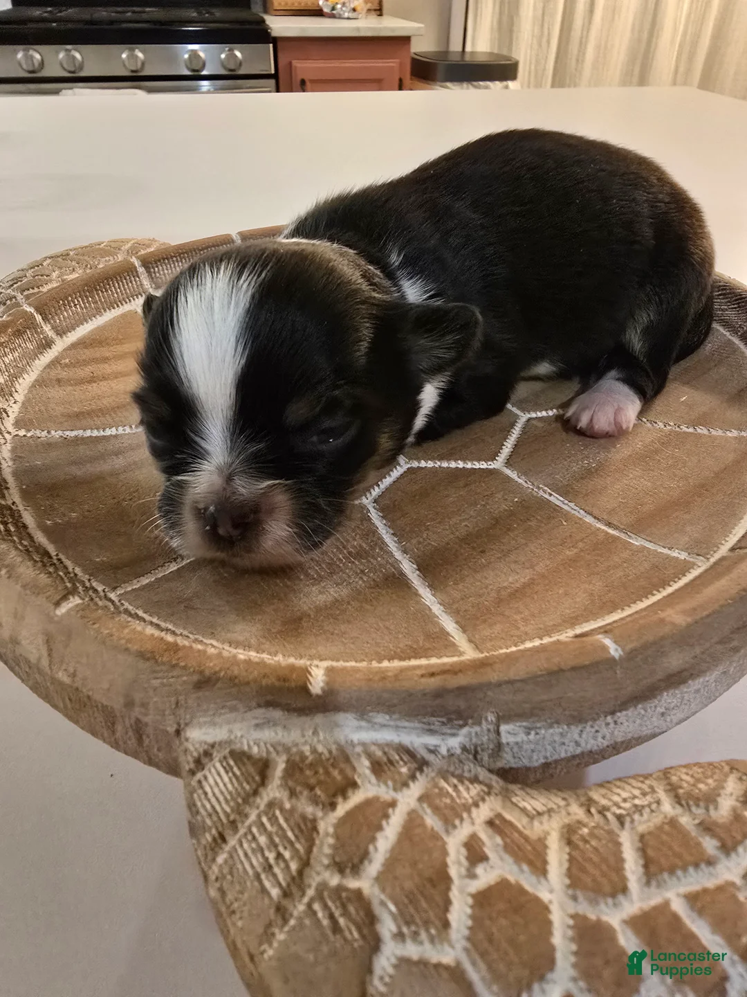 Chihuahua dogs for sale: Lizzy  - Ad 7