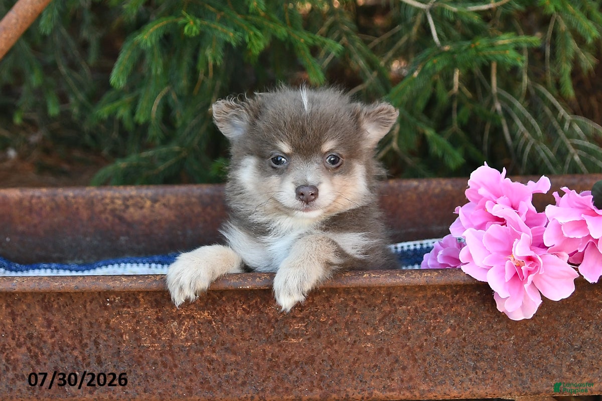 Pomeranian dogs Jill - Ad 2