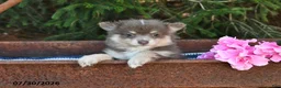 Pomeranian dogs for sale: Jill - Ad 2