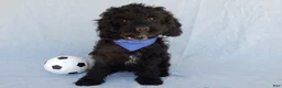 Cockapoo dogs for sale: Jet - Ad 3