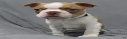 Boston Terrier dogs for sale: Dusty - Ad 6