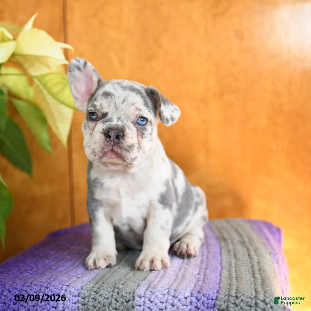 French Bulldog dogs for sale: Lassie - Ad 2