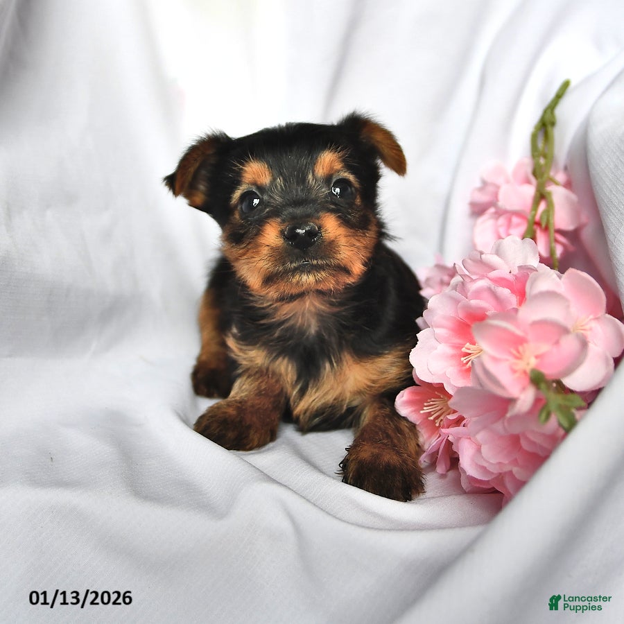 Yorkshire Terrier dogs Ryder - Ad 15