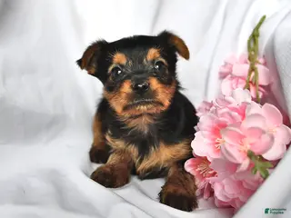 Yorkshire Terrier dogs Ryder - Ad 18