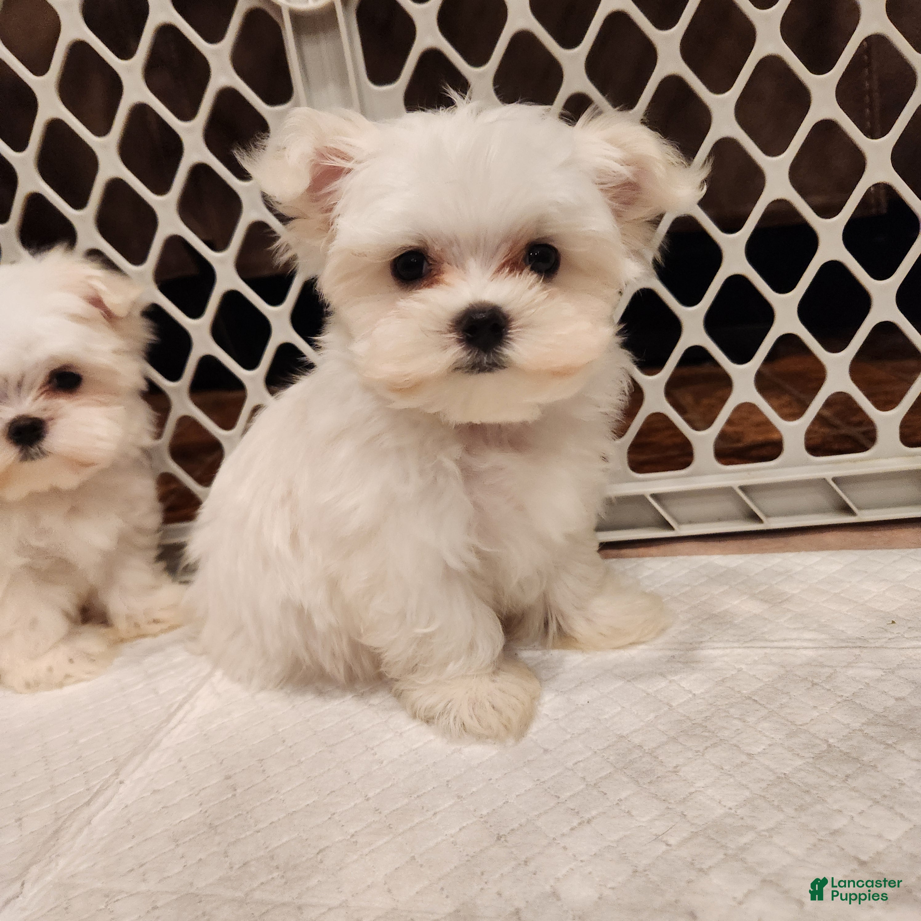 Maltese dogs Casper - Ad 1