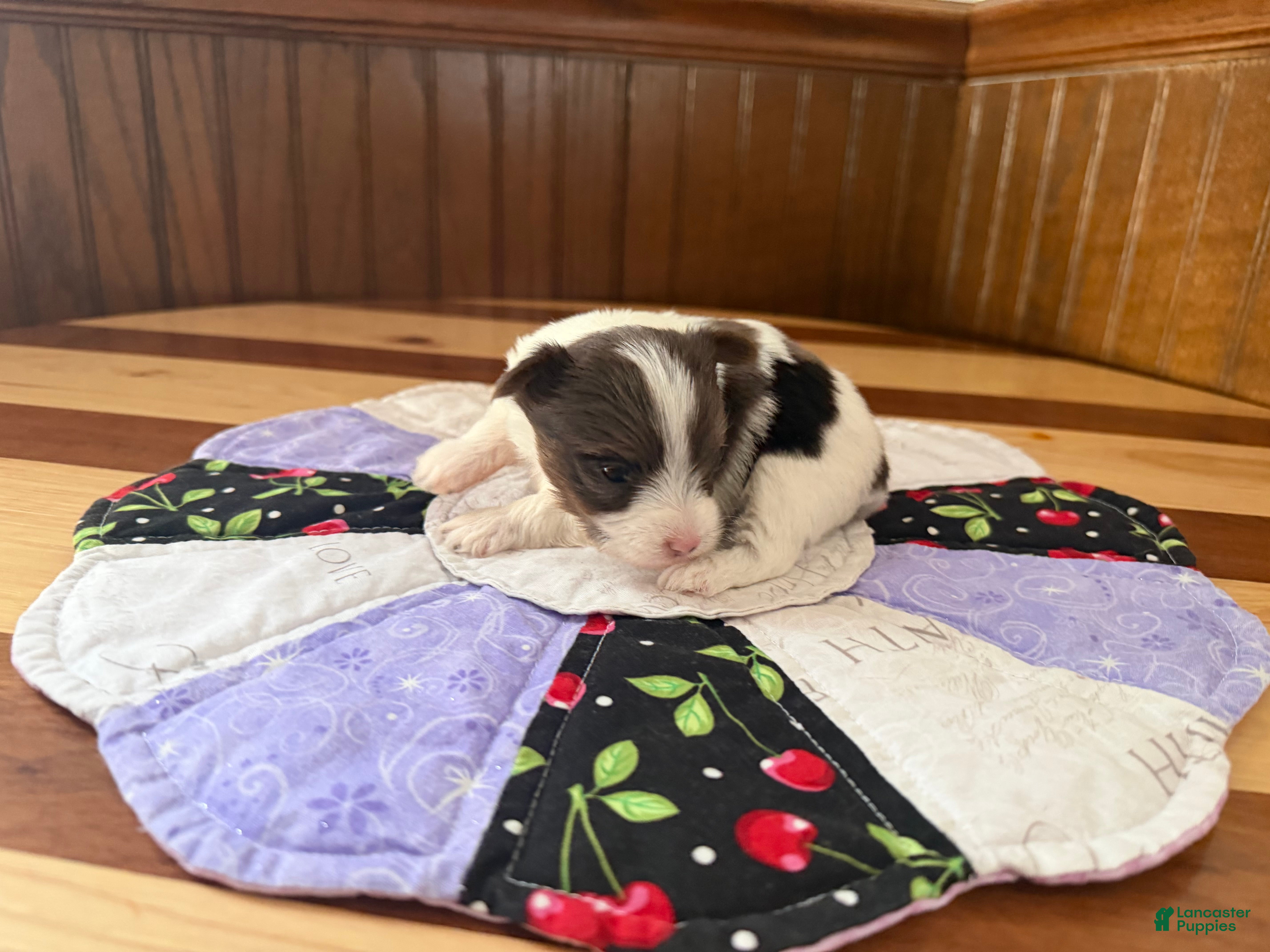 Yorkshire Terrier dogs Yorkshire Terrier Puppy 2 - Ad 2