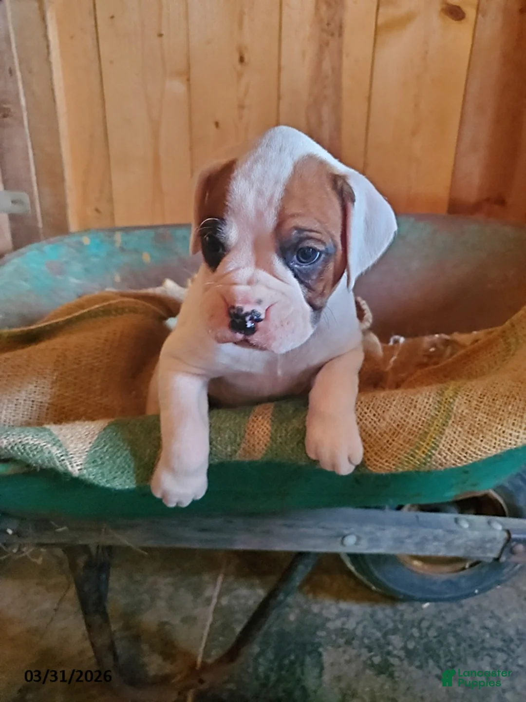 Boxer dogs for sale: Chester - Ad 3