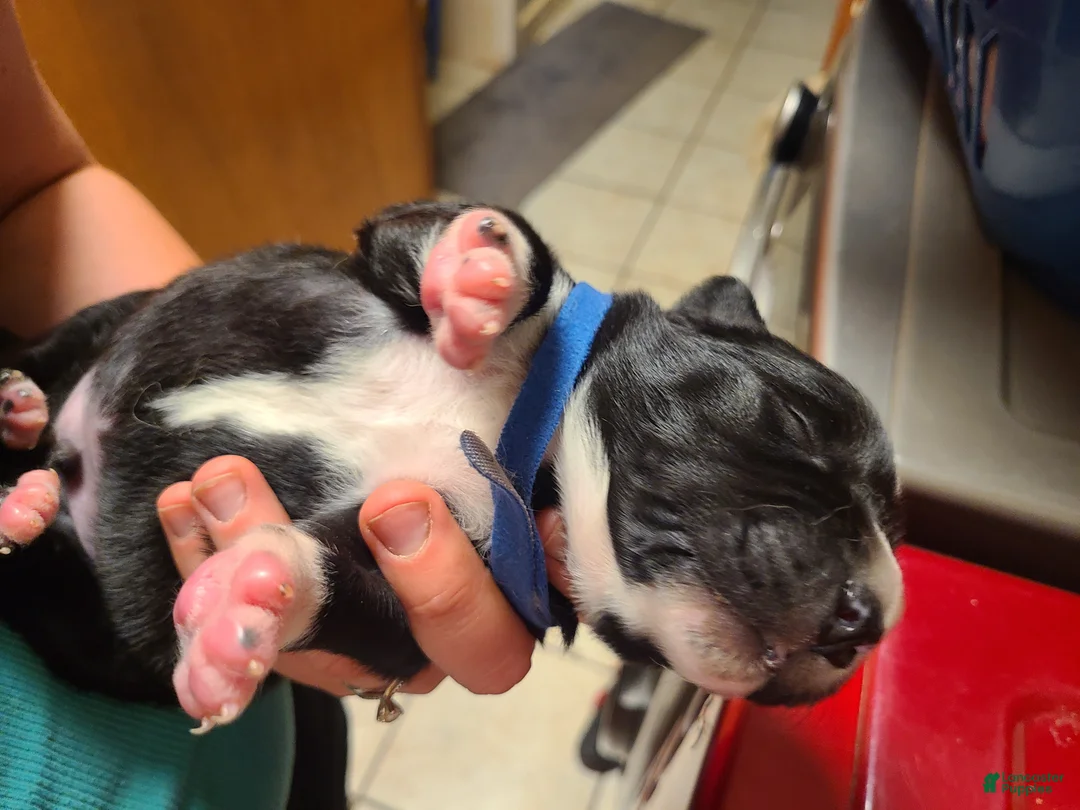 Mixed Breed dogs for sale: Wheeler - Ad 2