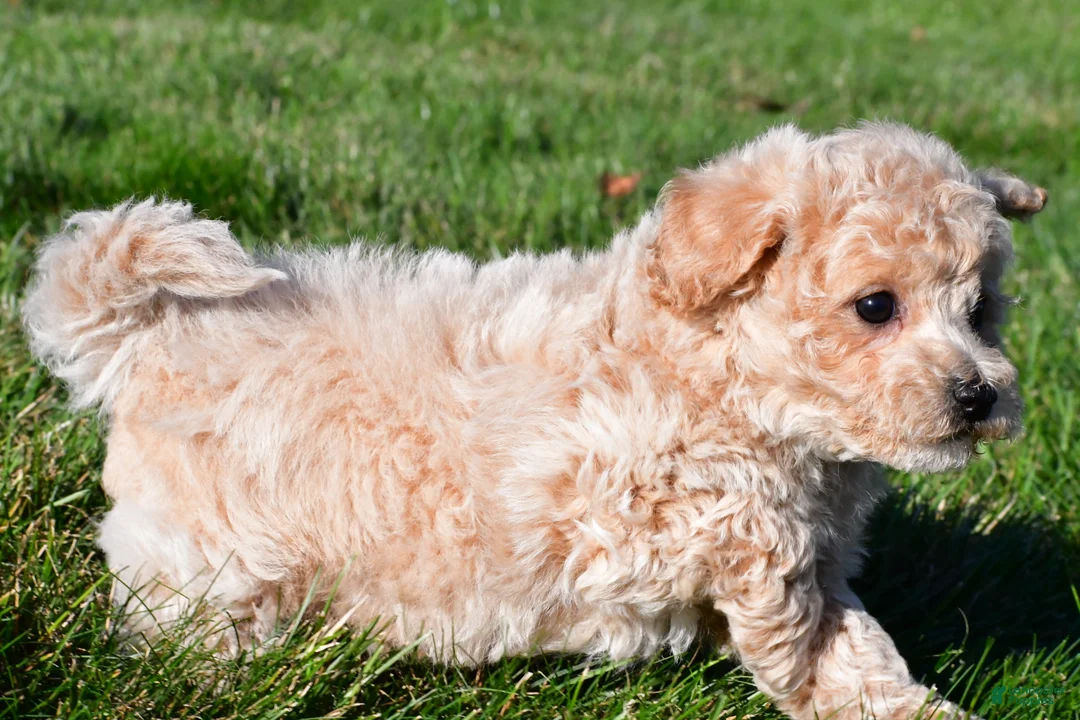 Bichpoo dogs for sale: trey - Ad 2