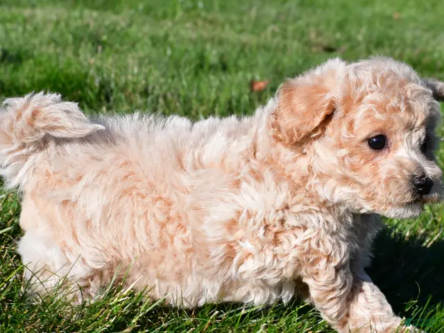 Bichpoo dogs for sale: trey - Ad 2
