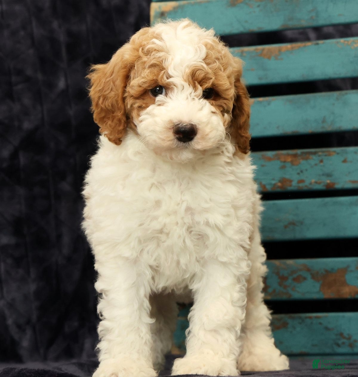 Miniature Poodle dogs Mitch - Ad 2
