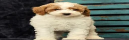 Miniature Poodle dogs for sale: Mitch - Ad 2