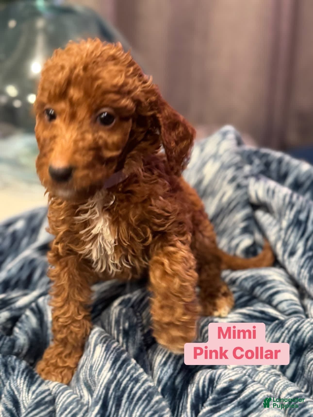 Standard Poodle dogs Mimi pink collar  - Ad 1