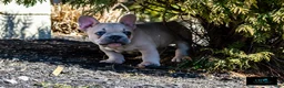 French Bulldog dogs for sale: Cowboy - Ad 3