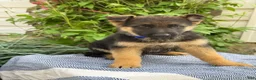 German Shepherd dogs for sale: Gibbs - Ad 9