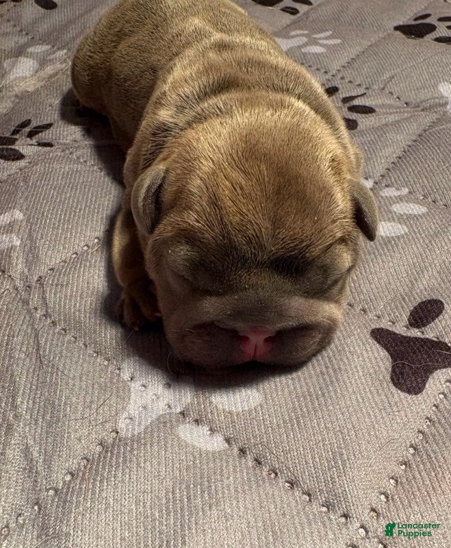French Bulldog dogs Silas - Ad 1