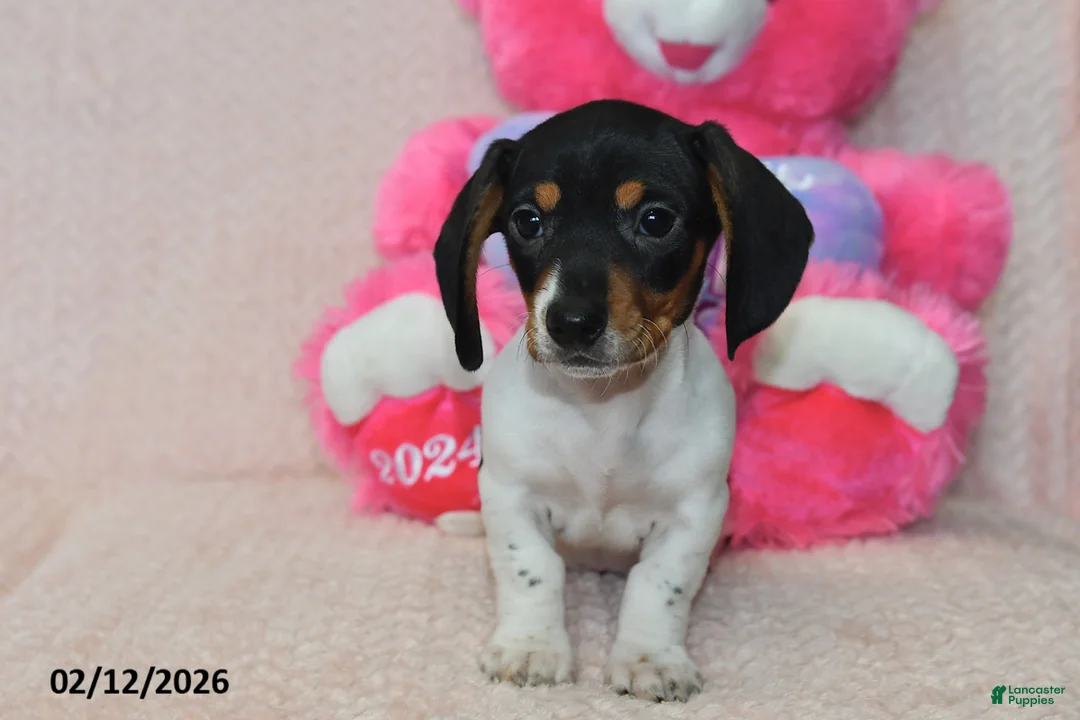 Miniature Dachshund dogs for sale: Maverick - Ad 4