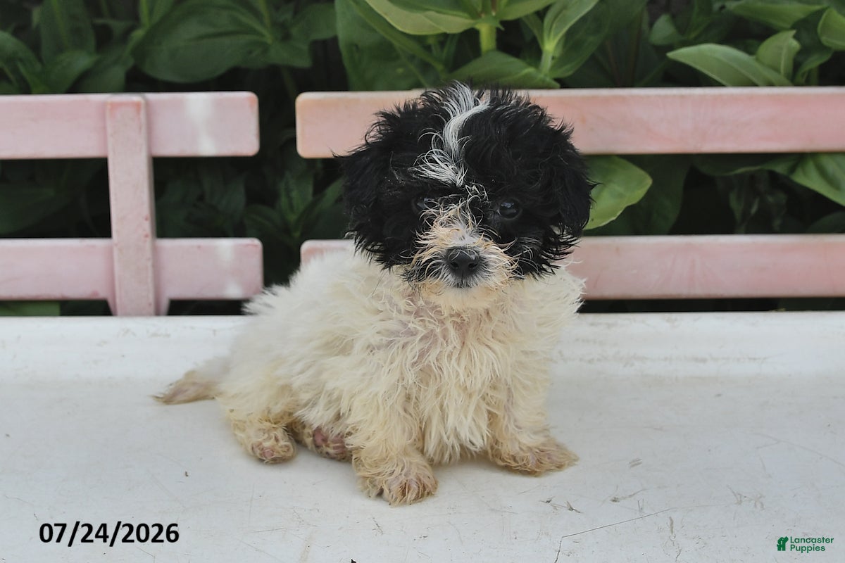 Teddy Bear dogs Amber - Ad 2