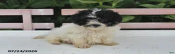 Teddy Bear dogs for sale: Amber - Ad 2